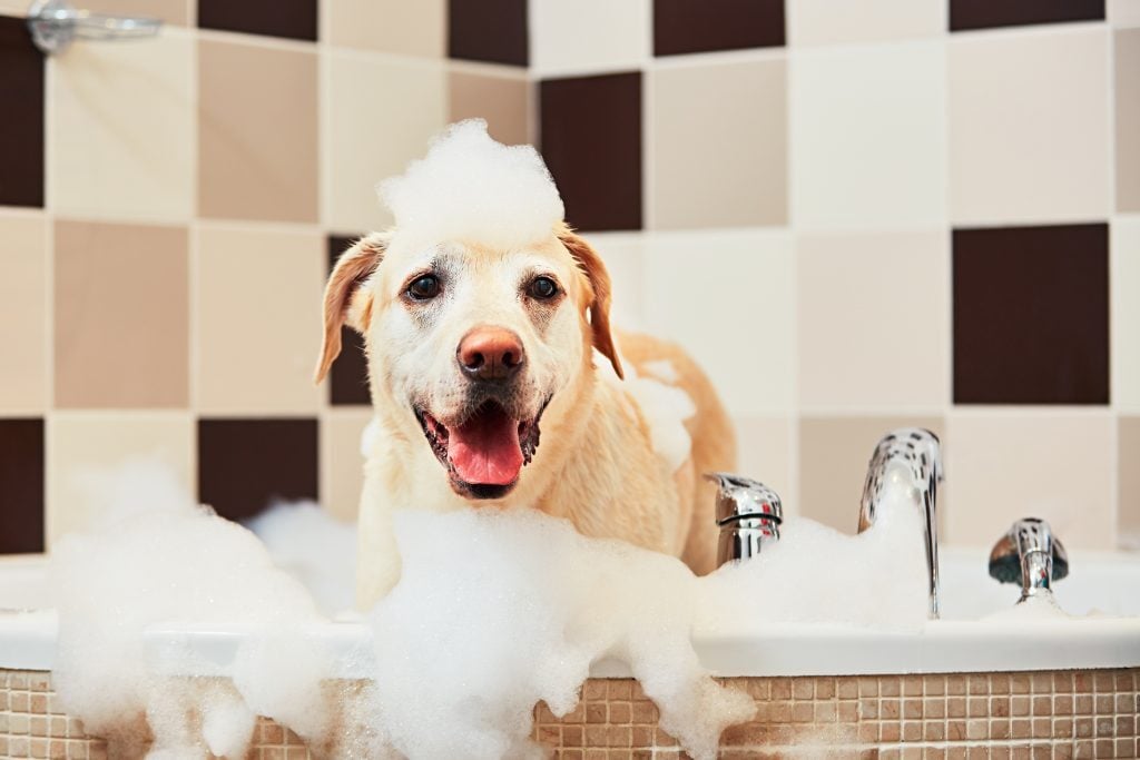 A fürdetés kellemes élmény is lehet a kutya számára