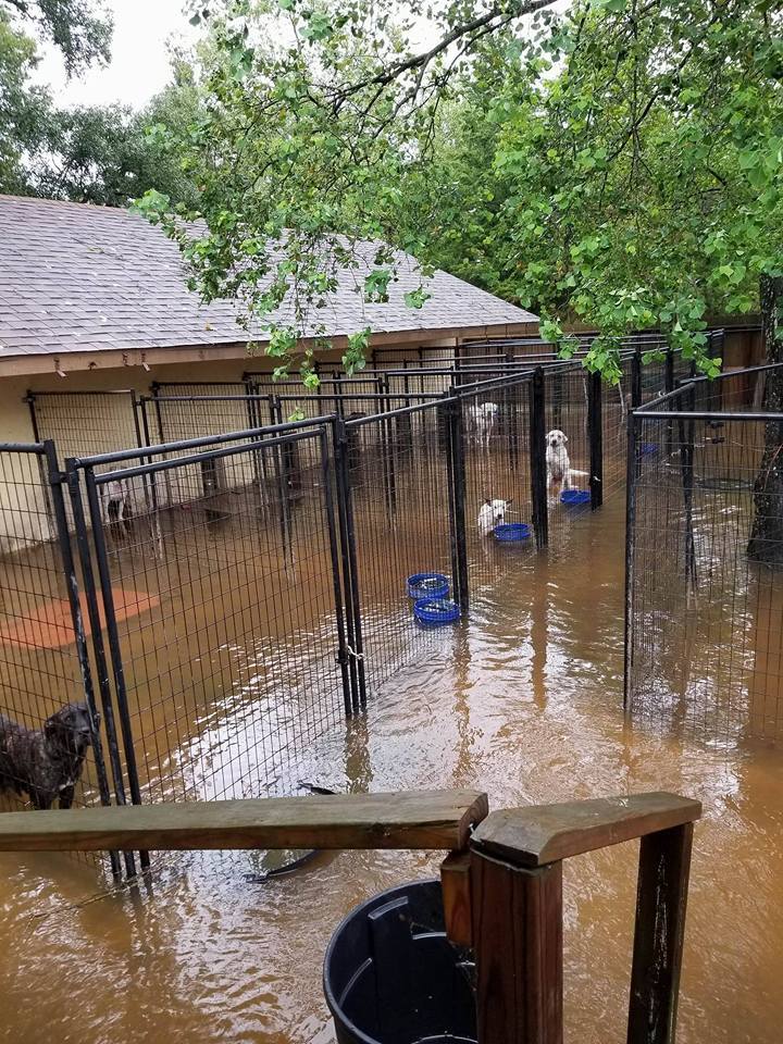 Harvey hurrikán - Menhelyen rekedt kutyák