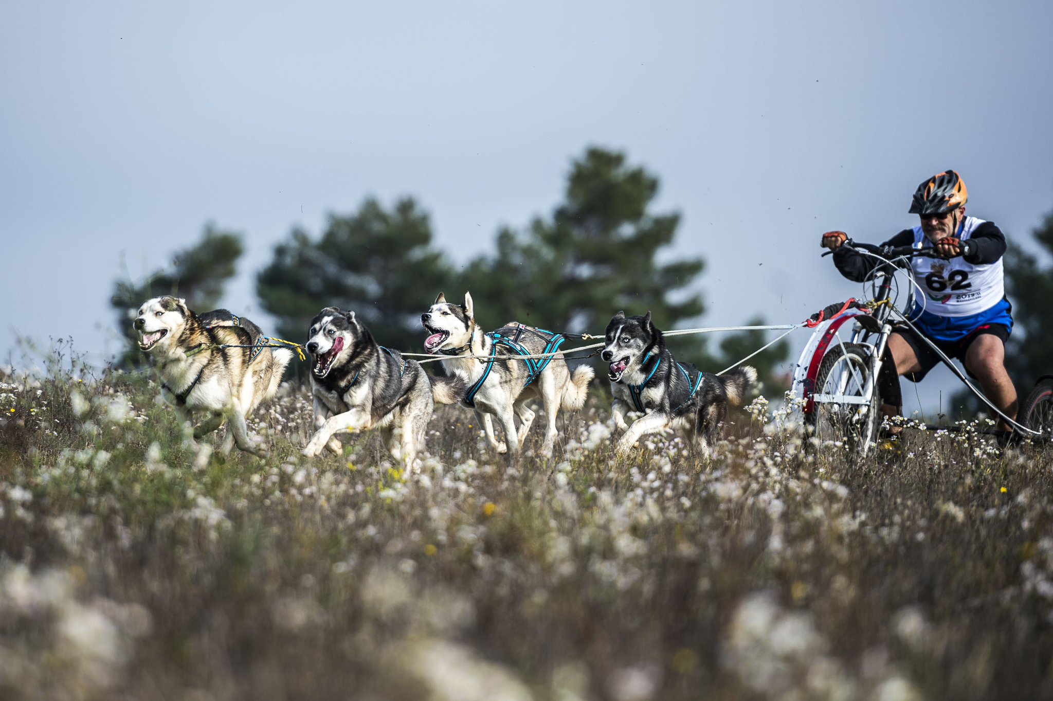 A kutyák és gazdáik több sportágban is összemérték tudásukat: kutyafogathajtás, kutyás futás, kutyás kerékpározás és dogscooterezés kategóriákban