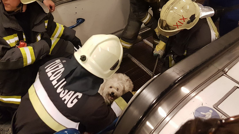 A tűzoltók szabadították ki a kutya mancsát a mozgólépcsőn