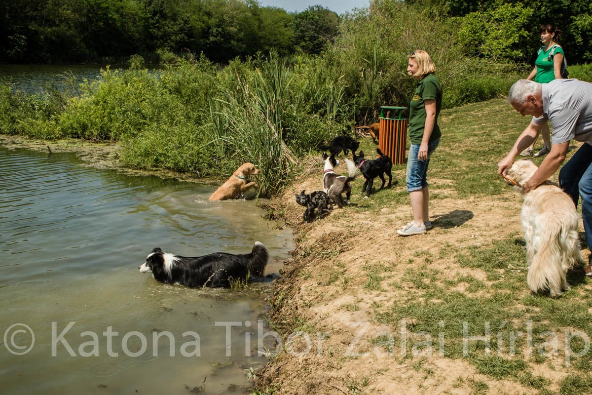 A nyári melegben a kutyáknak is jól esik a hűvös vízben úszni