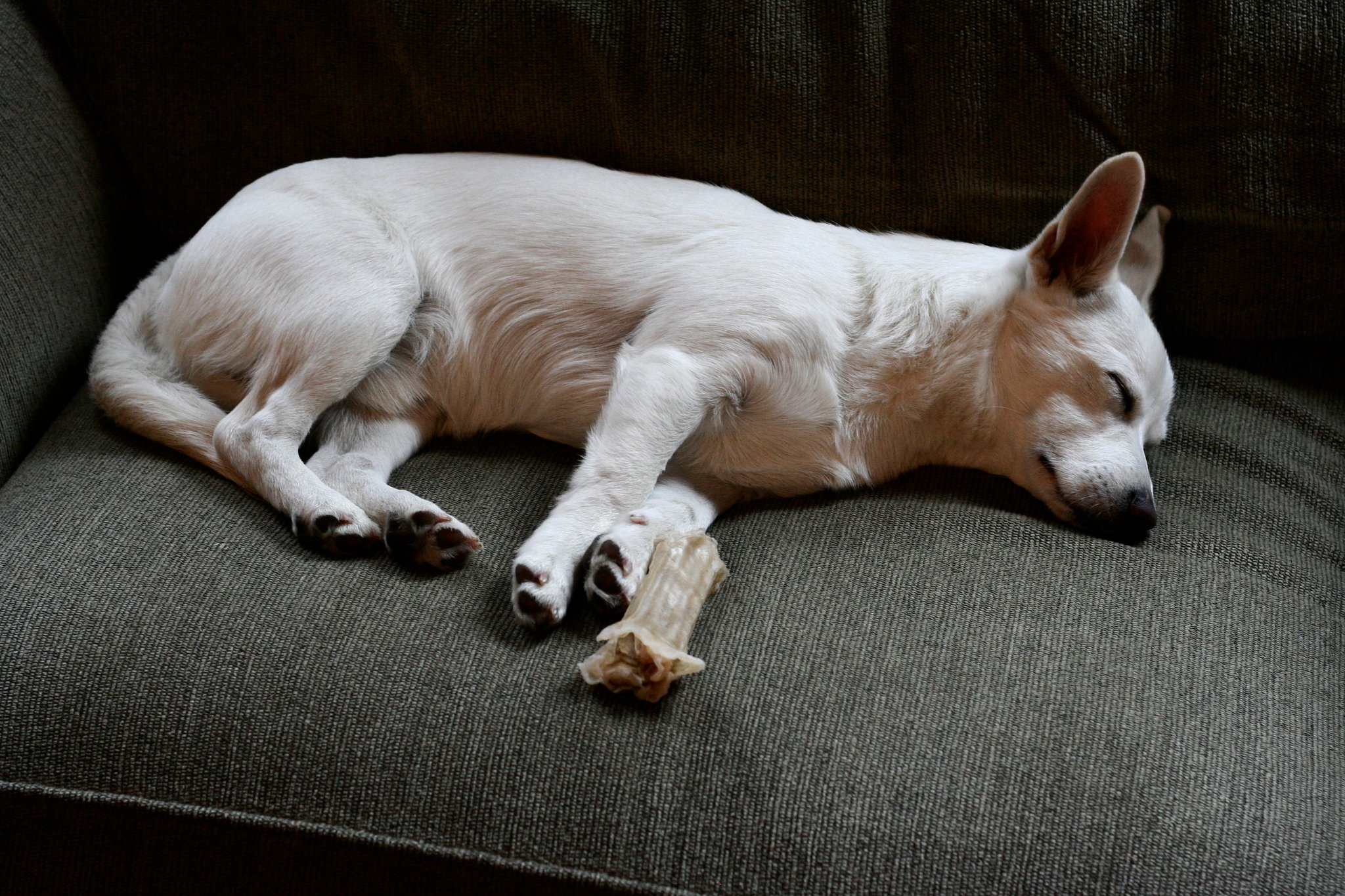 Kanapén alvó kutya - fő a kényelem