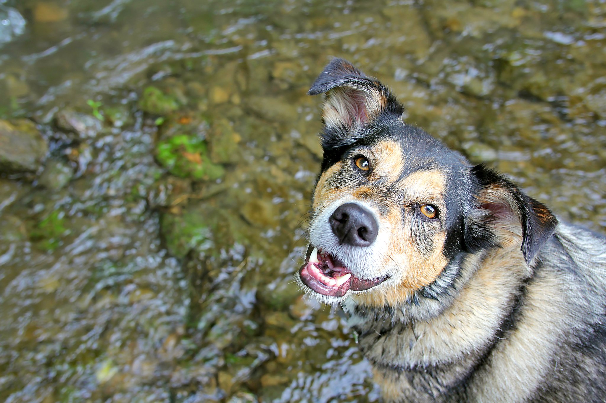 Vízparton a legjobb a hőségben, de ha nincs erre lehetőség, vizezéssel hűsítsük a kutyát