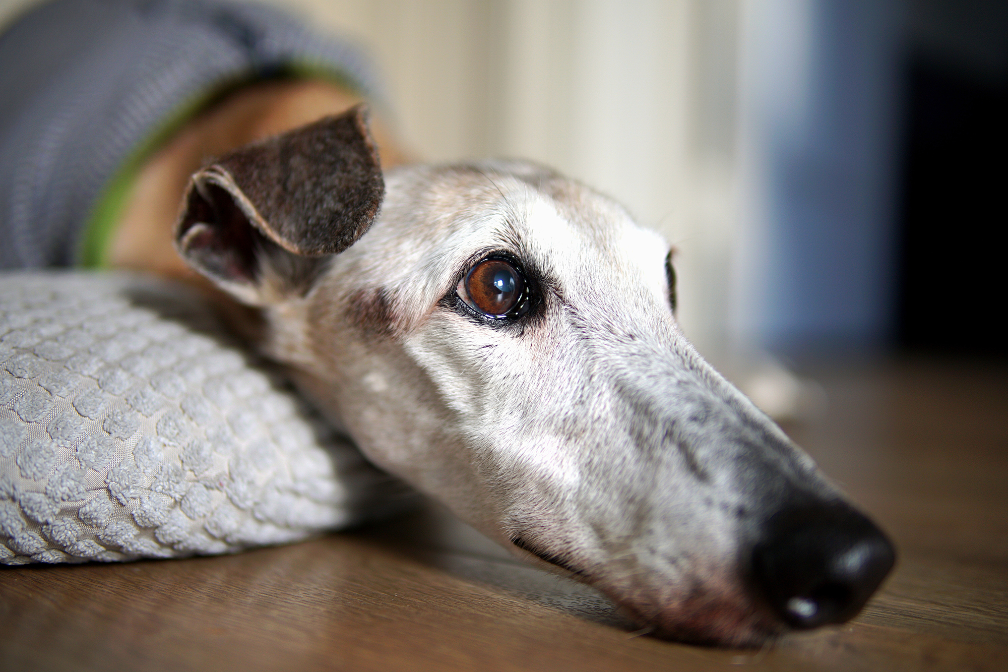 A kutatás szerint a hosszú orrú kutyák, például az agarak, illetve a fajtatiszta kutyák esetében nagyobb a kockázata az időskori kognitív hanyatlás kialakulásának