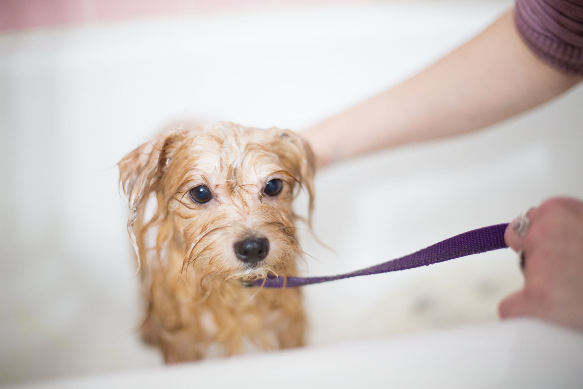 Allergia kutyáknál - Speciális samponnal történő fürdetés enyhítheti a bőrtüneteket