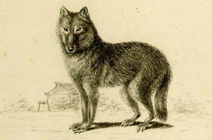Honshu farkas ábrázolás a 19. század elejéről