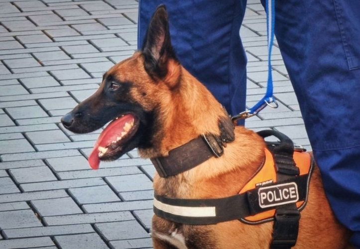 Ego, Győr-Moson-Sopron Vármegyei Rendőr-főkapitányság soproni személykereső kutyája