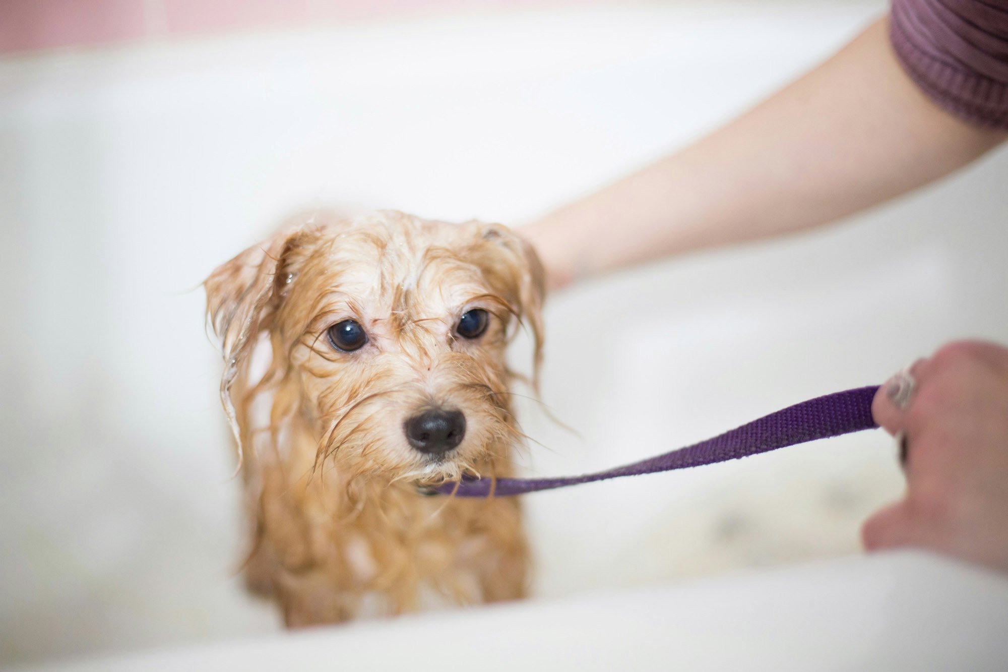 Vigyázzunk, hogy ne menjen víz, sem sampon a kutya szemébe, orrába, fülébe