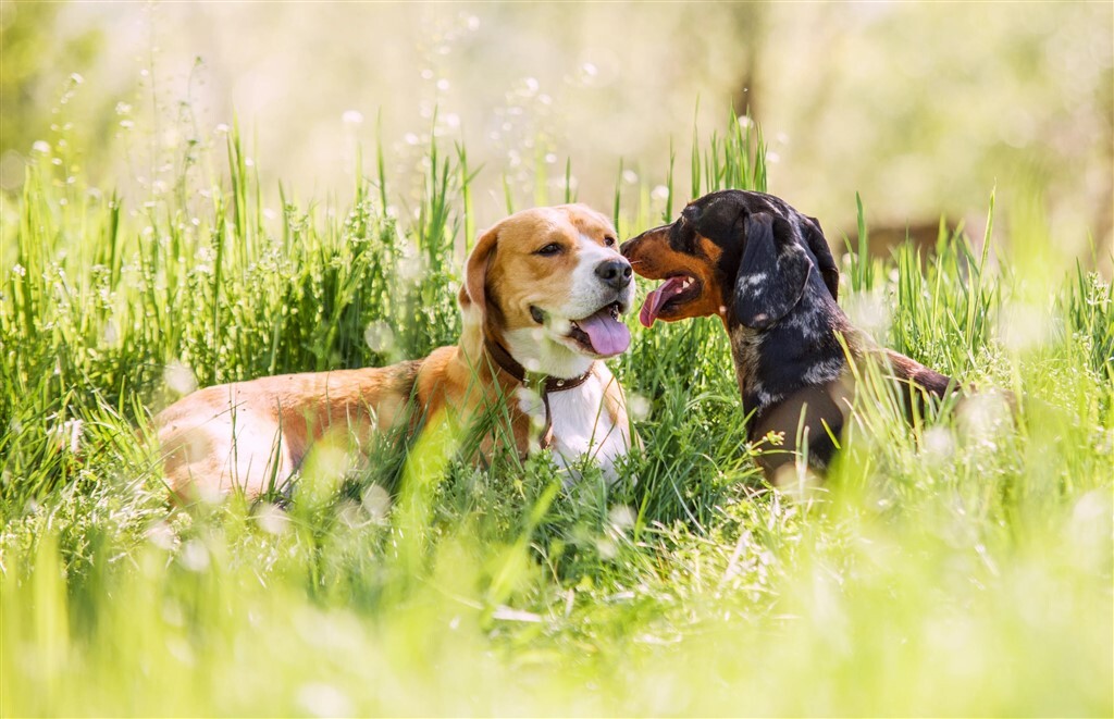 Beagle és tacskó - Eltérő feladatra tenyésztették, mégis jól kijöhetnek egymással