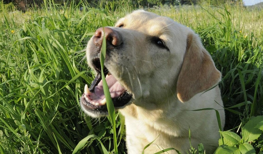 Bajt is okozhat, ha a kutya túl sok füvet eszik
