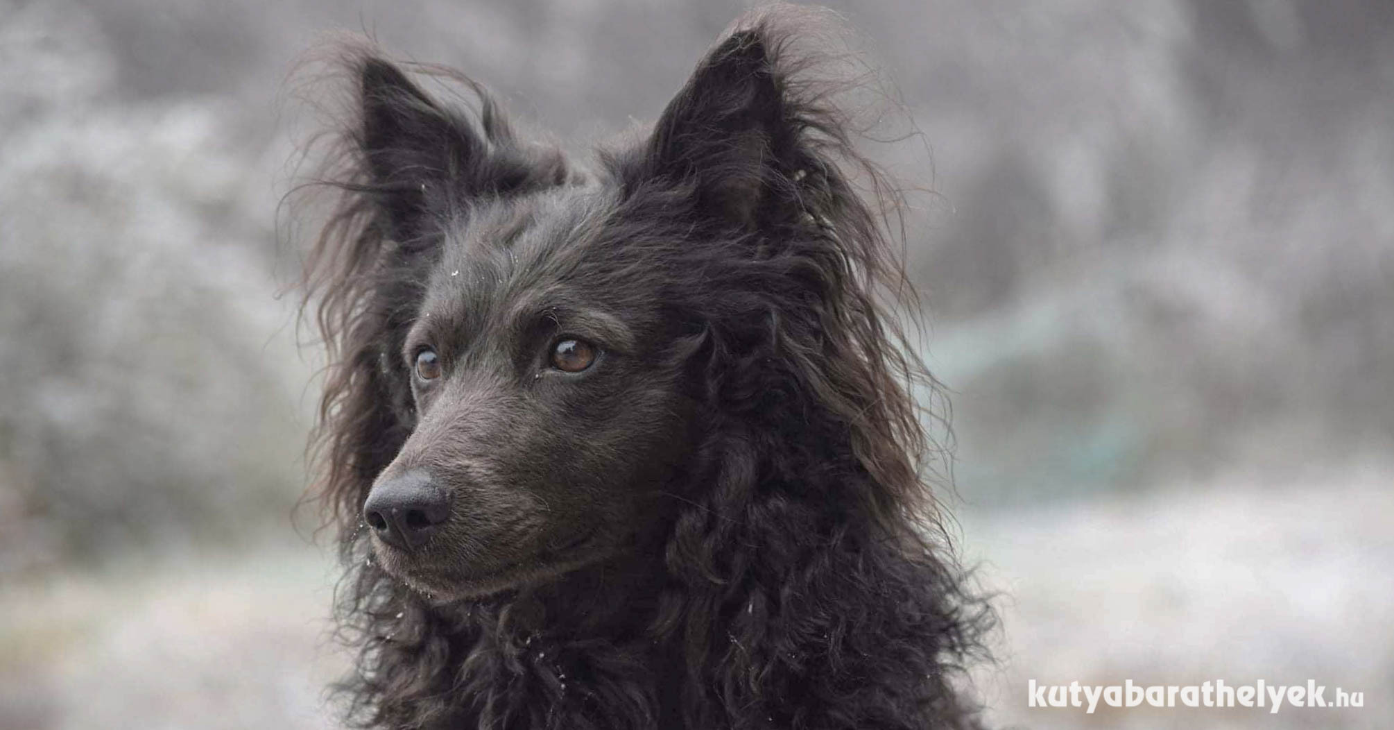 Újabb magyar kutyafajtát vett nyilvántartásba az AKC: már a mudi is ringbe léphet az amerikai kiállításokon