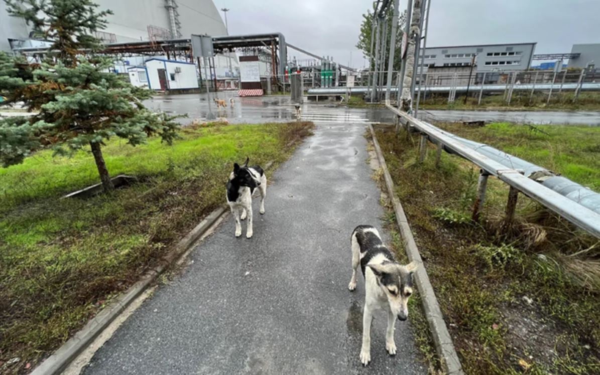 Kutyák, akik az új biztonsági szerkezet mellett élnek, ami a négyes reaktor robbanásából származó radioaktivitás megfékezésére épült.