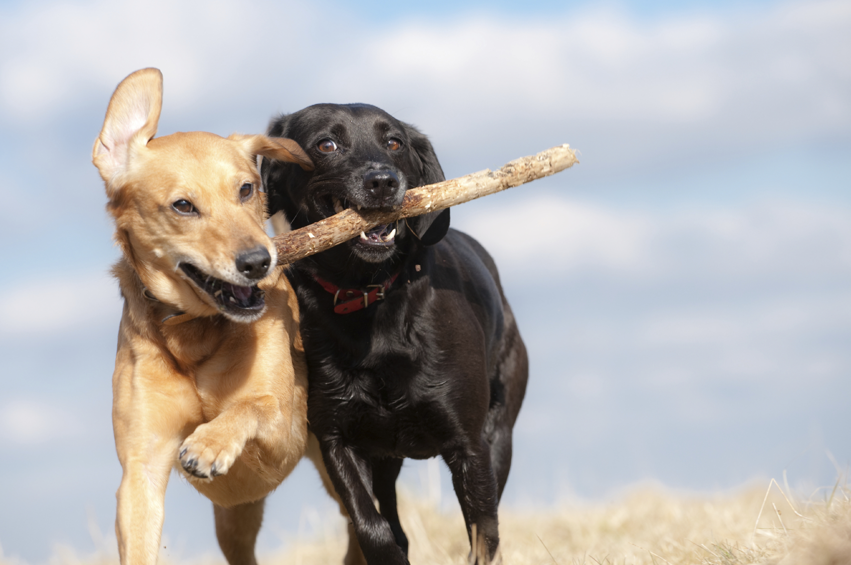 A játék megosztása is a kutyák szociális készségét jellemzi