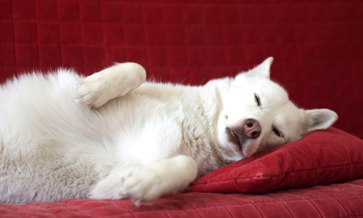 A hidegtűrő kutyafajták számára is kihívást jelenthet a nyár - Egy jól beállított légkondicionáló berendezés segíthet otthon