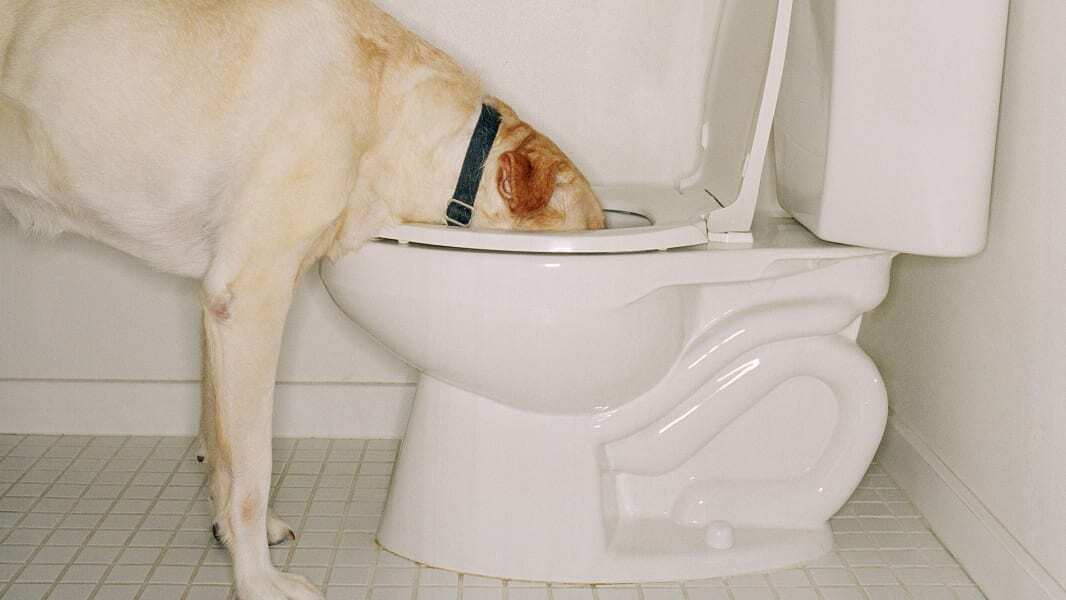 Kutya a fürdőszobában - Fertőzés vagy mérgezést is kaphat, ha a vécéből iszik
