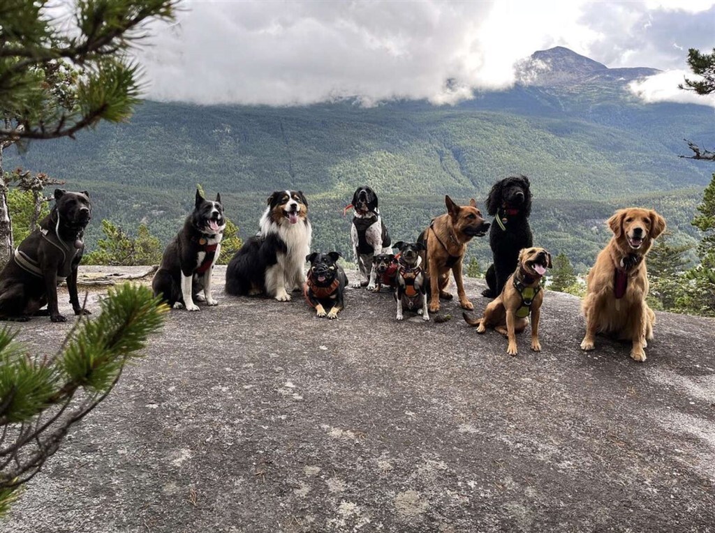 Csodás helyeket fedeznek fel a kutyusok Alaszkában