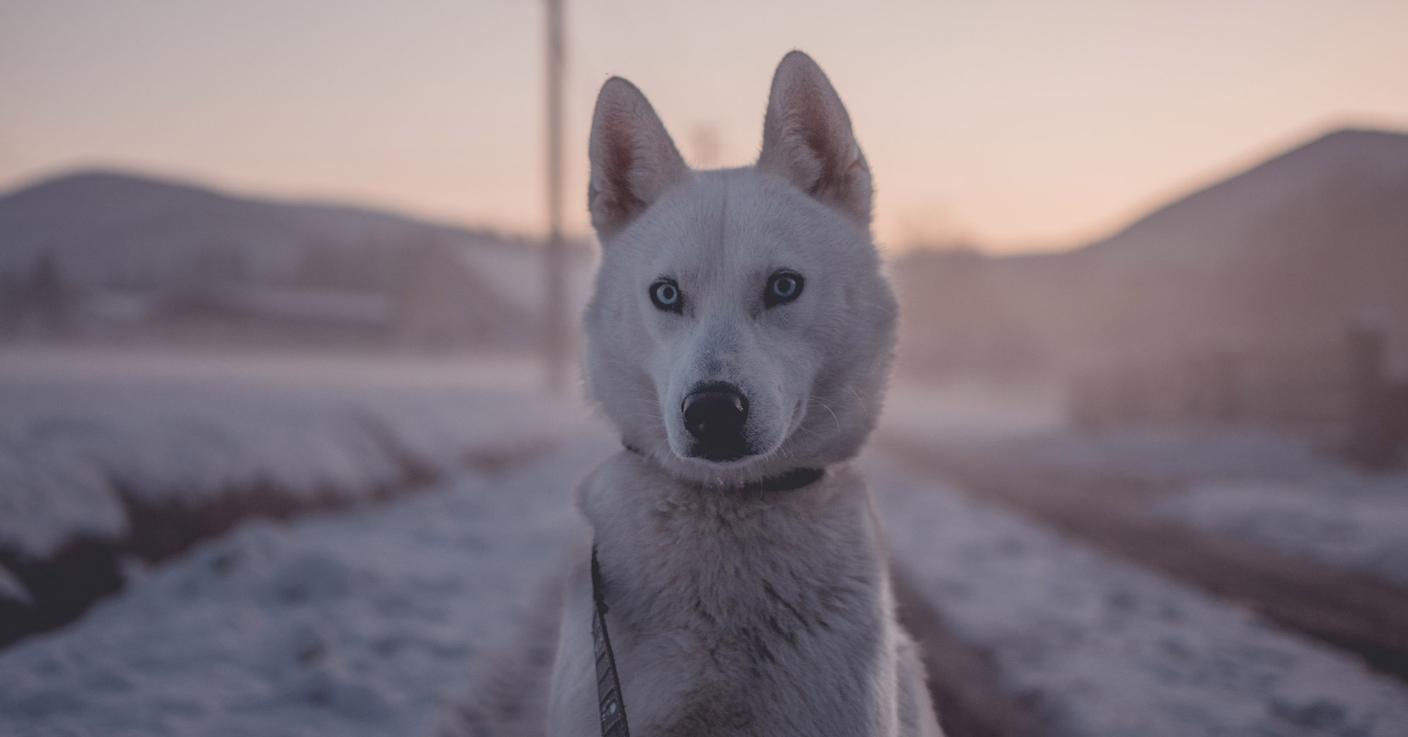 Megérkezik az igazi tél - vigyázzunk kutyáinkra is!