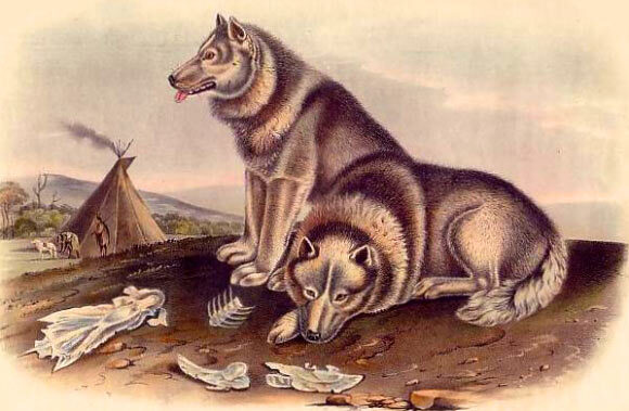 A modern szánhúzó kutyák eredete elsősorban Szibériához köthető