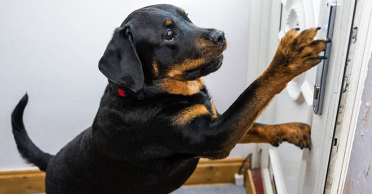 A rottweiler megtanulta, hogyan kell kinyitni az ajtót