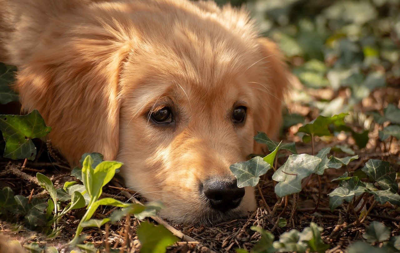 Irritábilis bél szindróma kutyáknál - Bármely életkorban megjelenhet, kölyköknél is