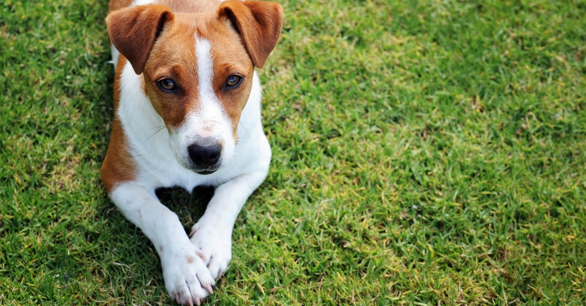 Sokféle dologtól alakulhat ki a kutyánál allergia, érzékenység