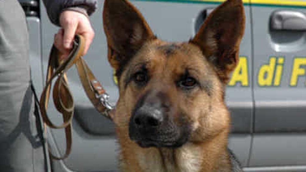 Caboto, a drogkereső kutya szagolt ki a magyar kölyköket