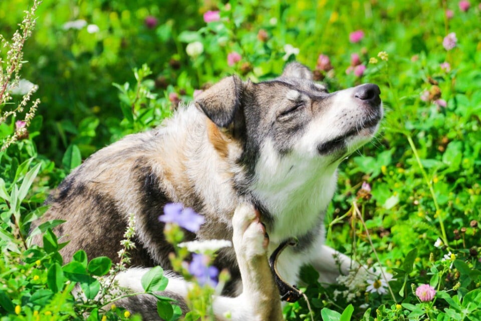 Szénanátha kutyáknál - Jellemző tünet a viszketést enyhítendő vakarózás