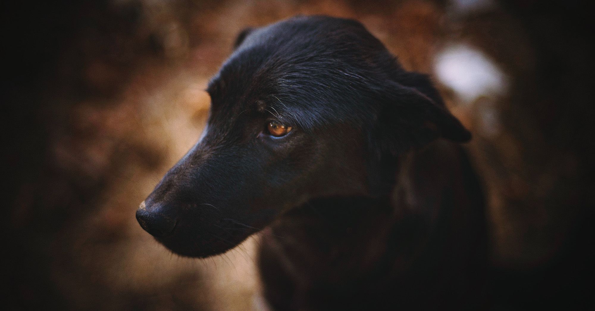 Már 20 kutya vesztette életét a mérgek miatt - köztük több kölyökkutya