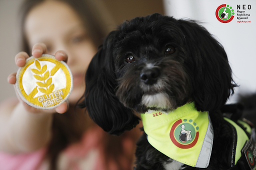 A Gofree névre hallgató gluténjelző kutya egy 11 éves, cöliákiás (gluténérzékeny) kislány életét segíti 