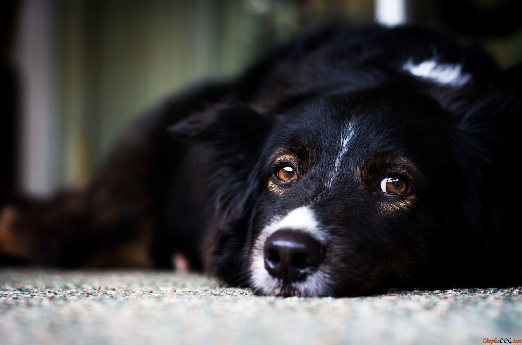 Daganatos betegségek kutyáknál - Gyakori tünet a fáradékonyság