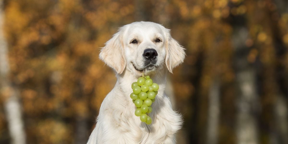 A szőlő és mazsola fogyasztása mérgezést okozhat kutyáknál