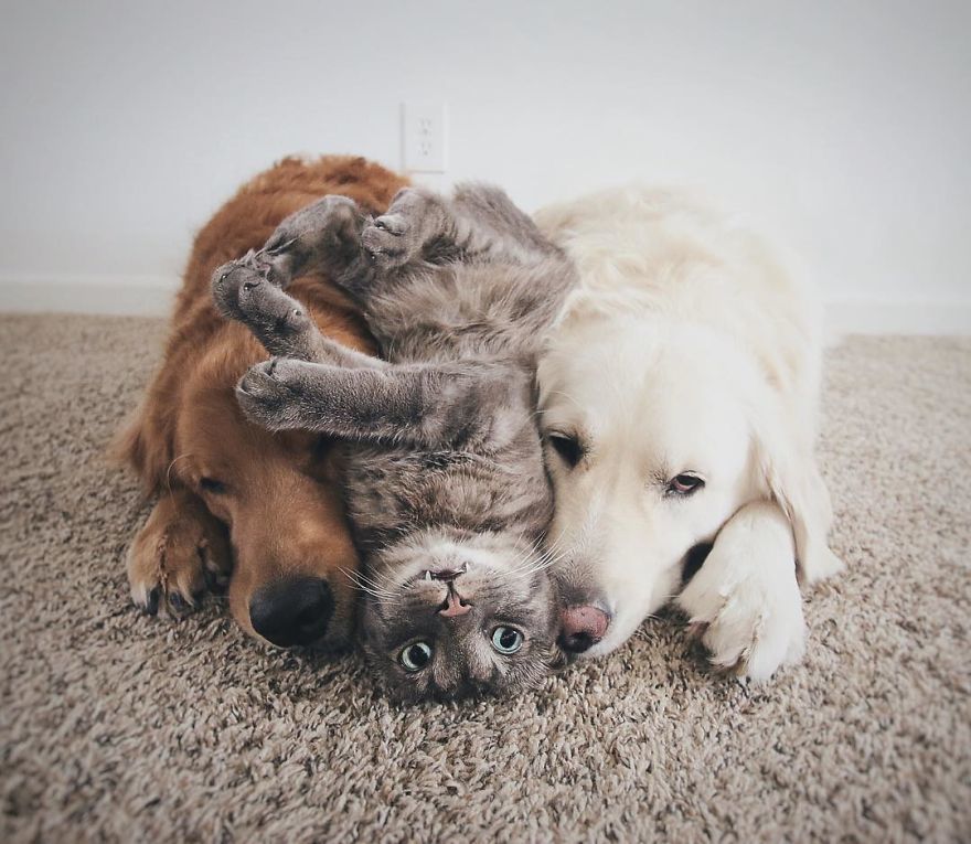 Örök barátság egy macska és két kutya között - 2