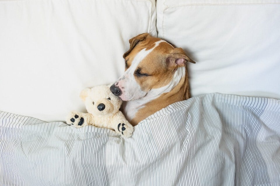Álmodás - Miért nyüszög alvás közben a kutya