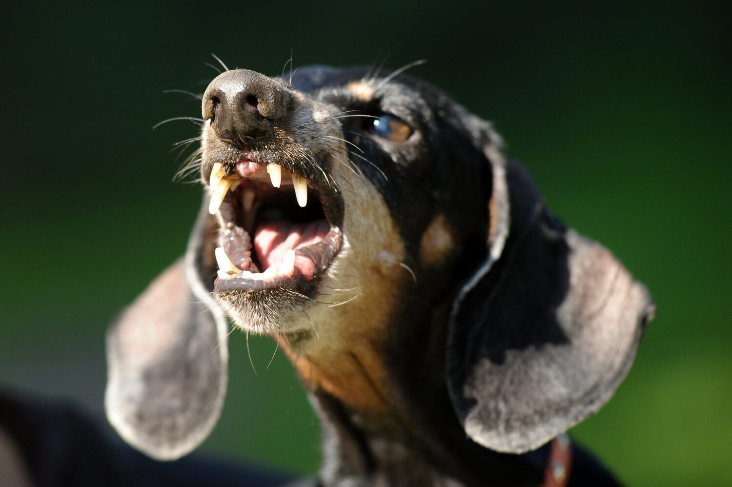 Agresszió kistestű kutyáknál - Számos oka lehet