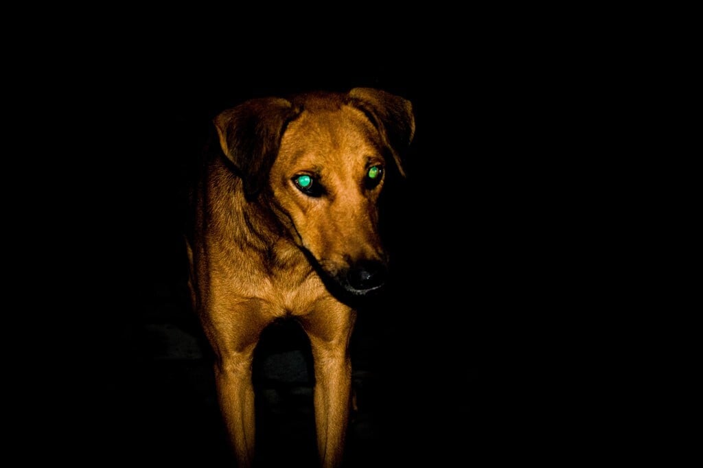 Miért világít a kutya szeme a sötétben?