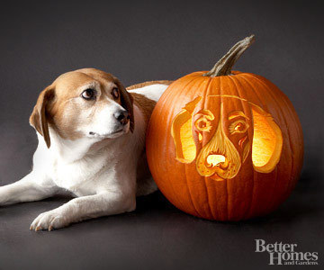 Kutyaportrék töklámpáson - Beagle