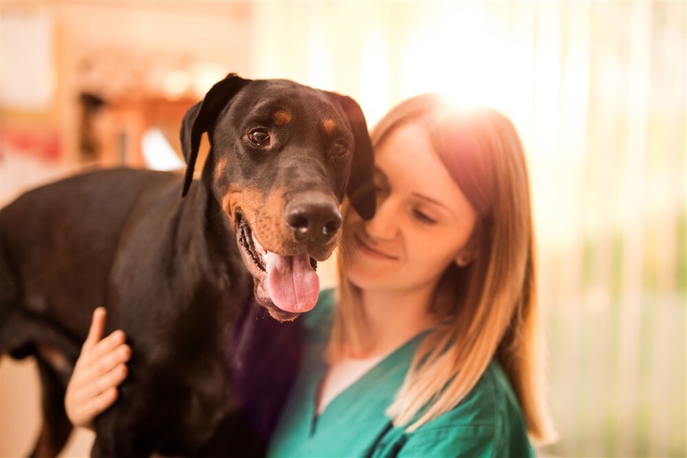 A cukorbetegség megelőzés kutyáknál - Látogatás az állatorvosnál