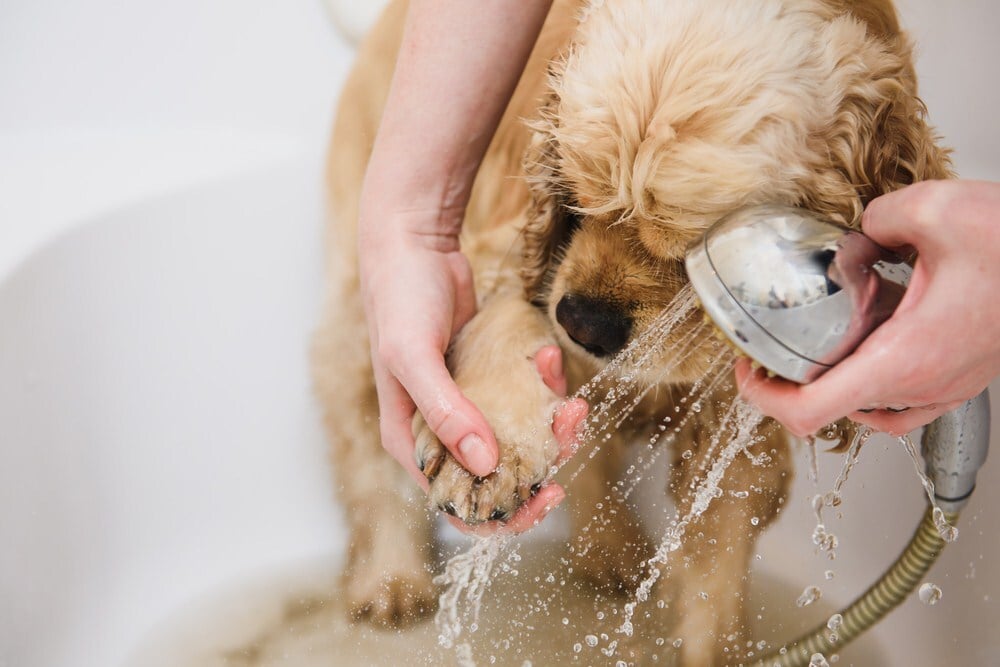 Fürdetés tippek - Kezdd a kutya mancsával