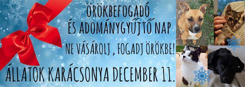 Örökbefogadó és adománygyűjtő nap, Pécs