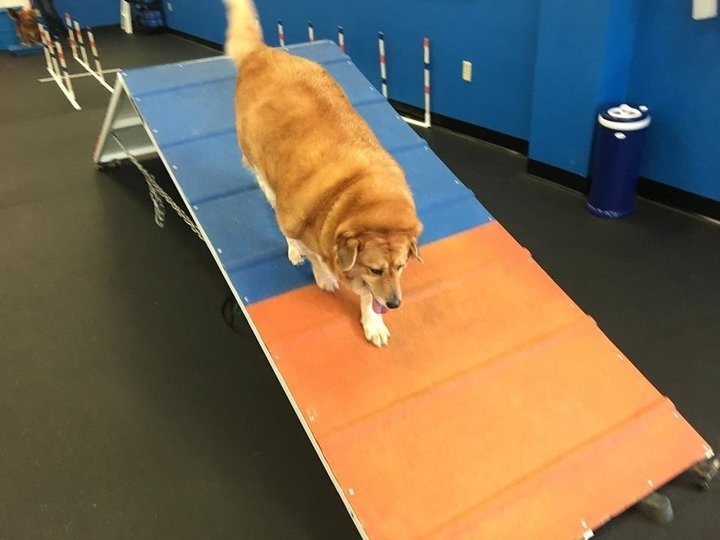 Agility - Ügyesen veszi az akadályokat a túlsúlyos kutya
