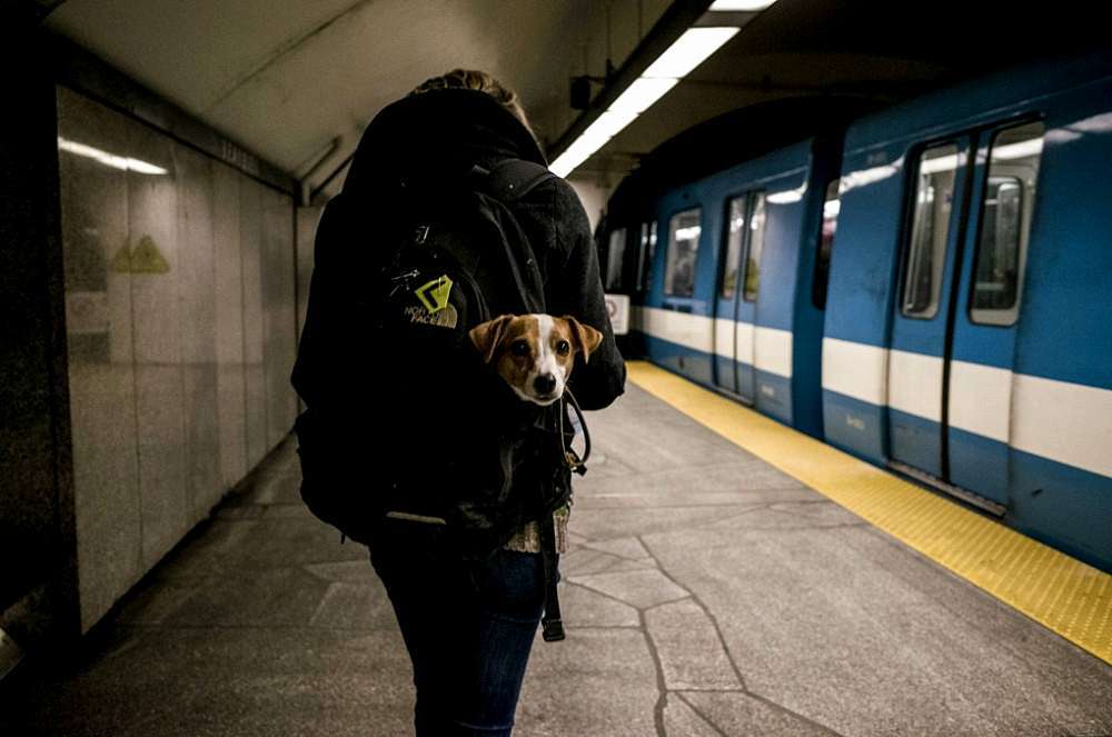 Van, ahol csak táskában vihető kutya a metróra