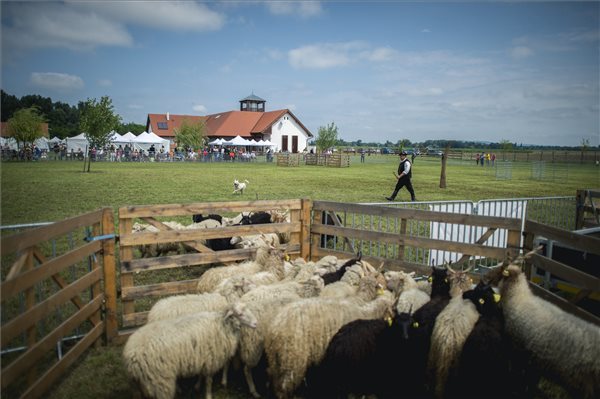 Az egész napos eseményen a magyar pásztorkutyák őshonos juhok hajtásában, terelésében versengenek majd.