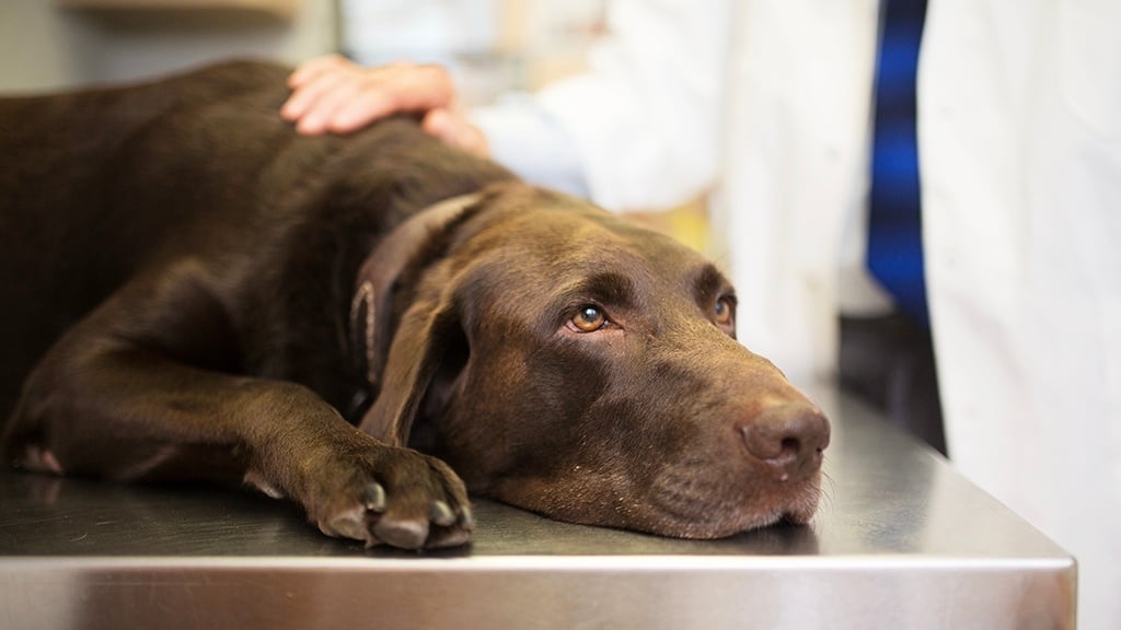 Koronavírusos bélgyulladás kutyáknál - fertőzés gyanúja esetén forduljunk állatorvoshoz