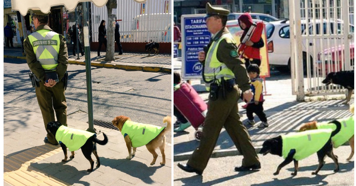 A kóbor kutyák rendőrkutyává válhatnak 