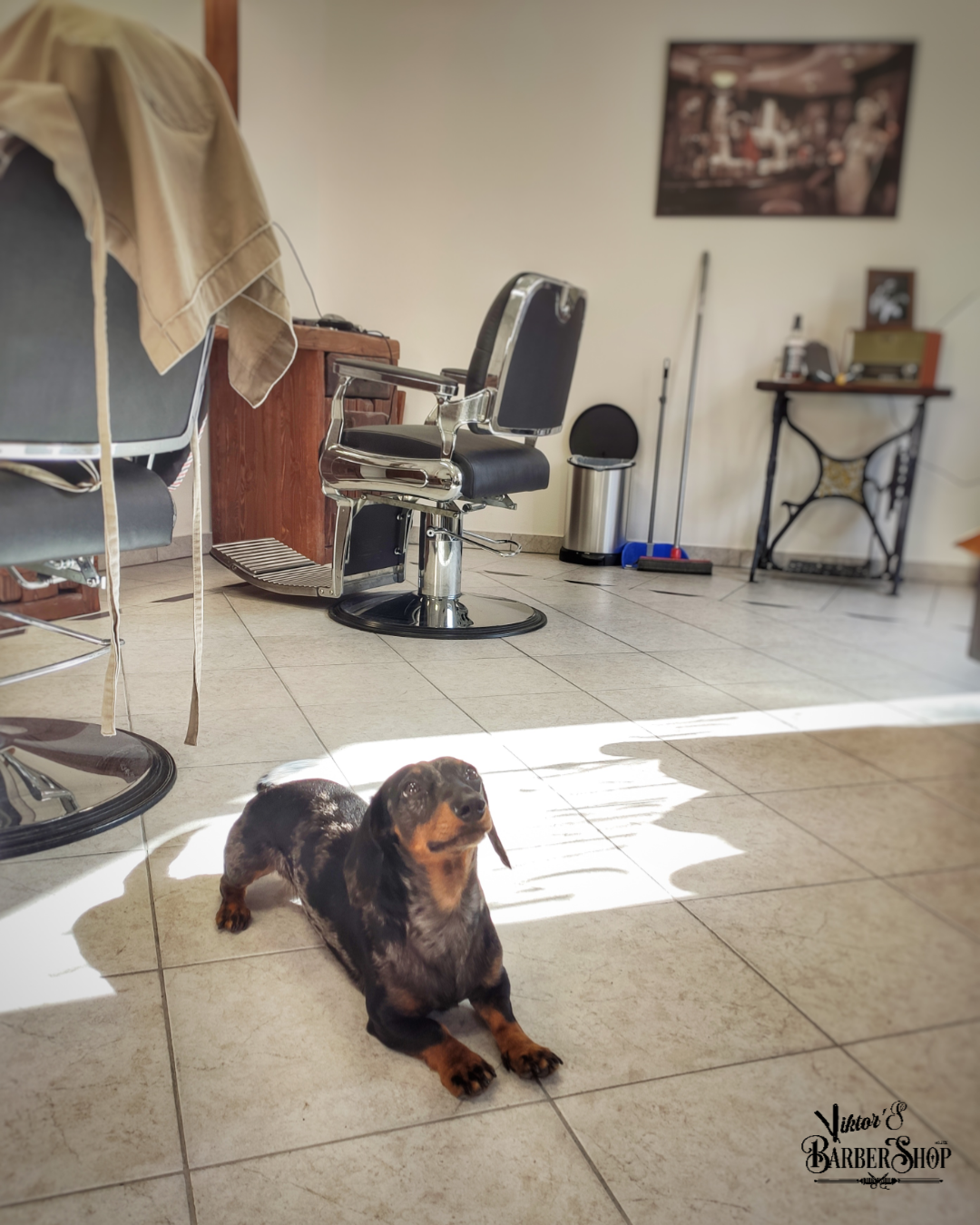 Kutyabarát Viktors barber shop