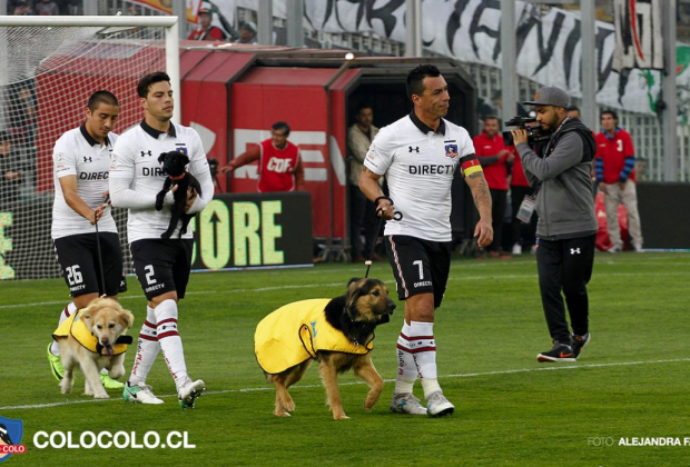 A chilei Colo-Colo futballcsapat játékosai örökbefogadható kutyákkal vonultak pályára
