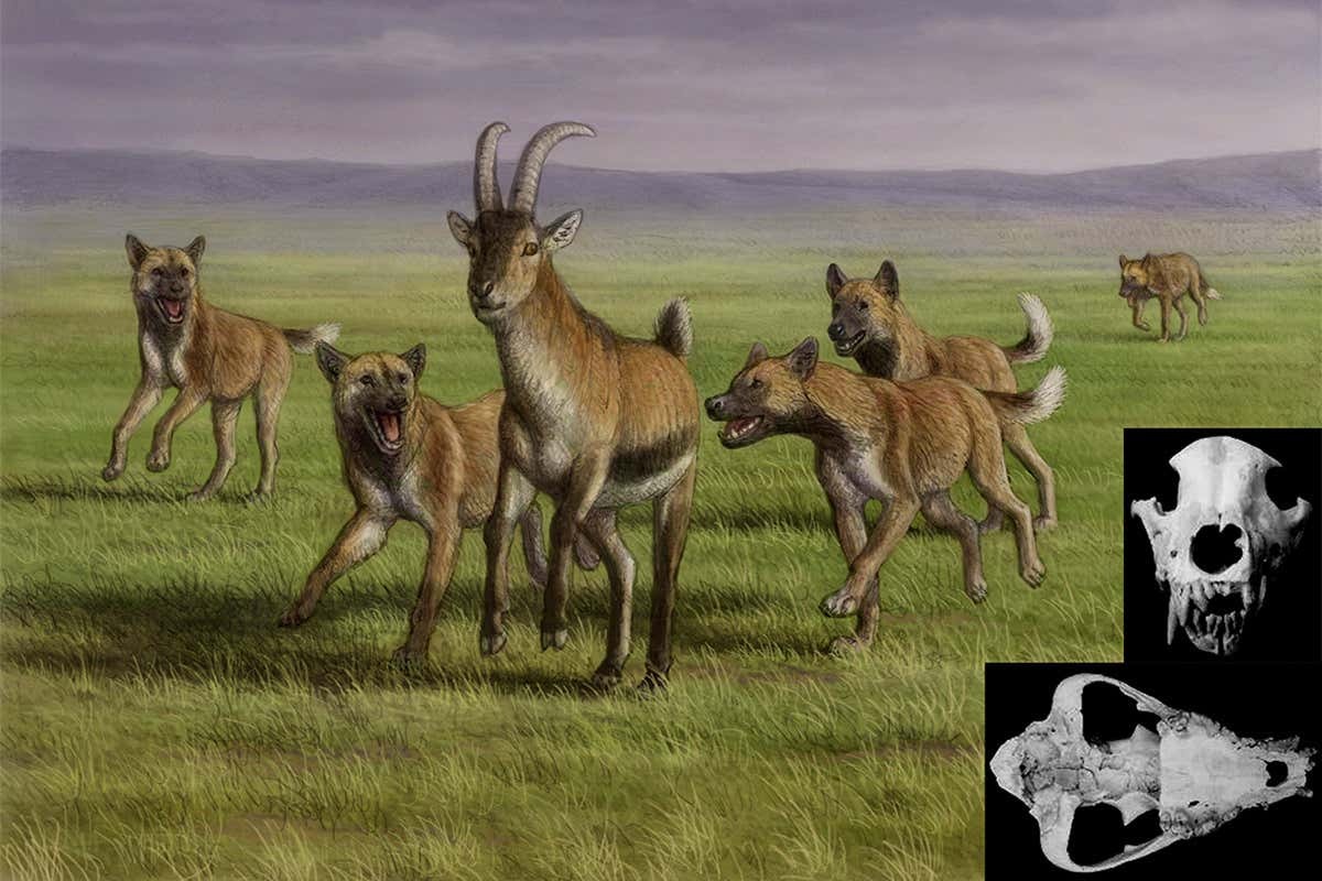 Az eurázsiai vadászkutya  (Canis (Xenocyon) lycaonoide) mintegy 1,8 millió éve jelent meg először és 800 ezer éve halt ki