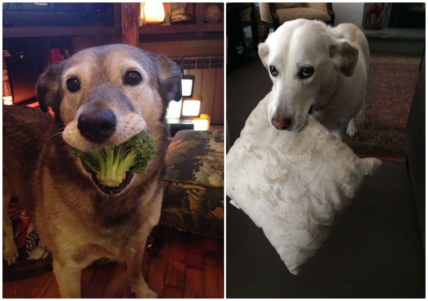 Egyes kutyák azt viszik a gazdinak ajándékként, amit találnak, például egy brokkolit, míg mások a kedvenc párnájukat