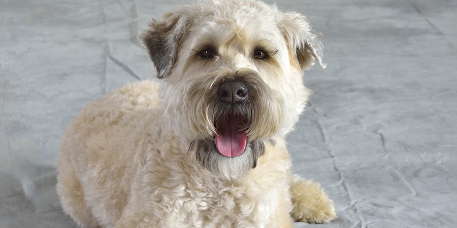 Hipoallergén kutyafajta - Soft Coated Wheaten terrier