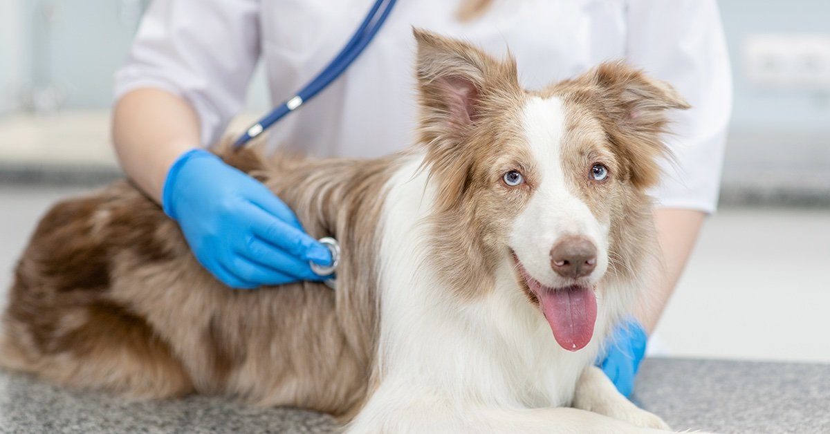 Kutya az állatorvosnál – A szűrővizsgálatok jelentősége